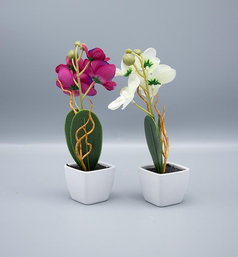 Mini orchid 19cm potted image