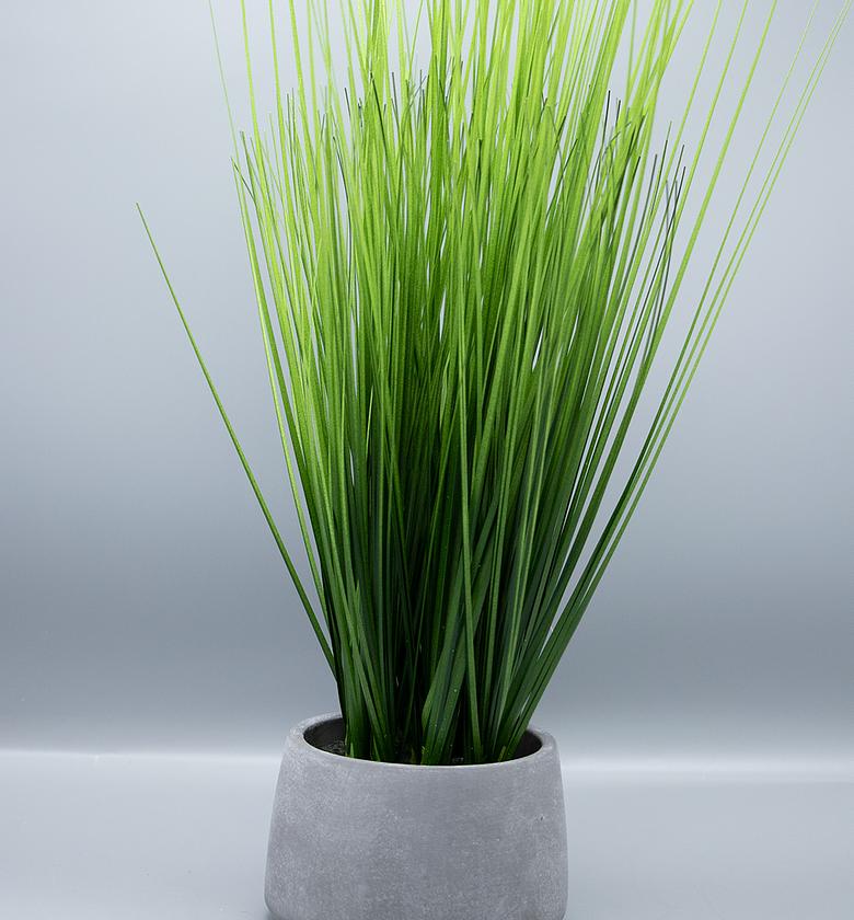 Onion grass in cement pot image