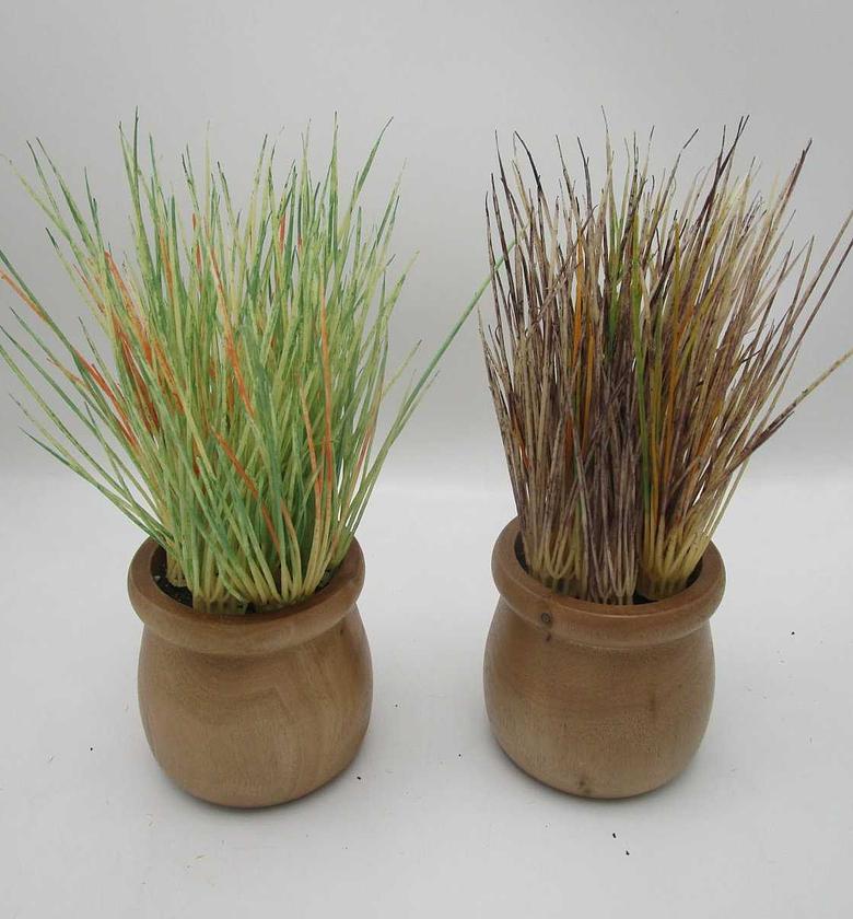 Artificial grass in wood  image
