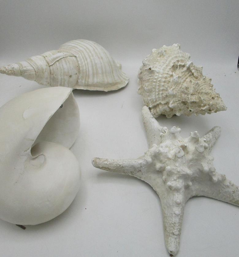 Shell and sea star 4ass   image