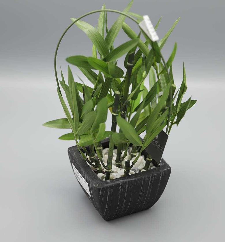 Artificial bamboo in pot  image