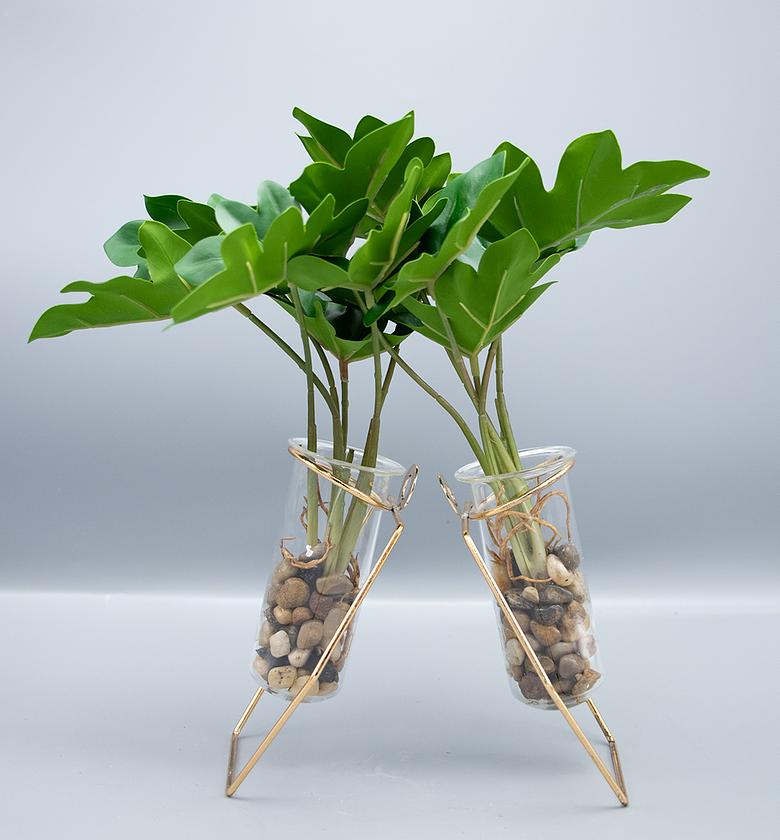 PHILODENDRON IN GLASS BOT image