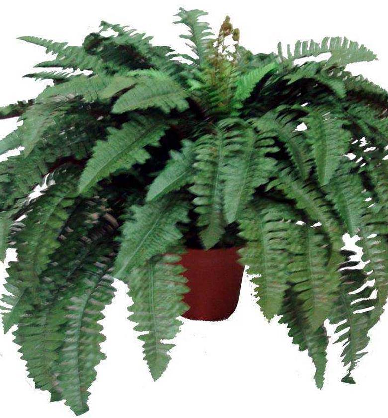 Artificial boston fern 88 image